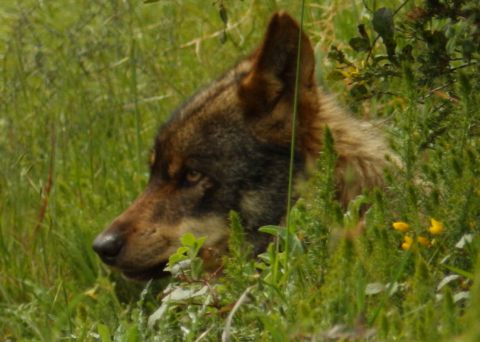 Boleta, a wolf at the Iberian Wolf Recovery Centre