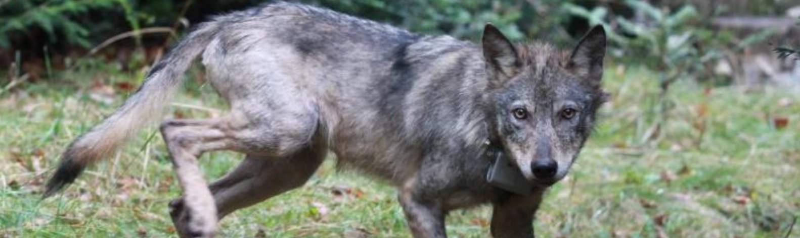 Wolf in Plitvice