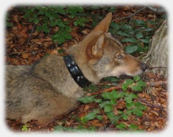 Radio-collared wolf