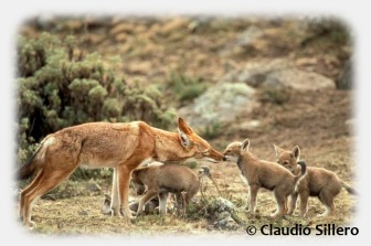 Ethiopian wolf