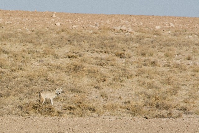 Wolf in Iran