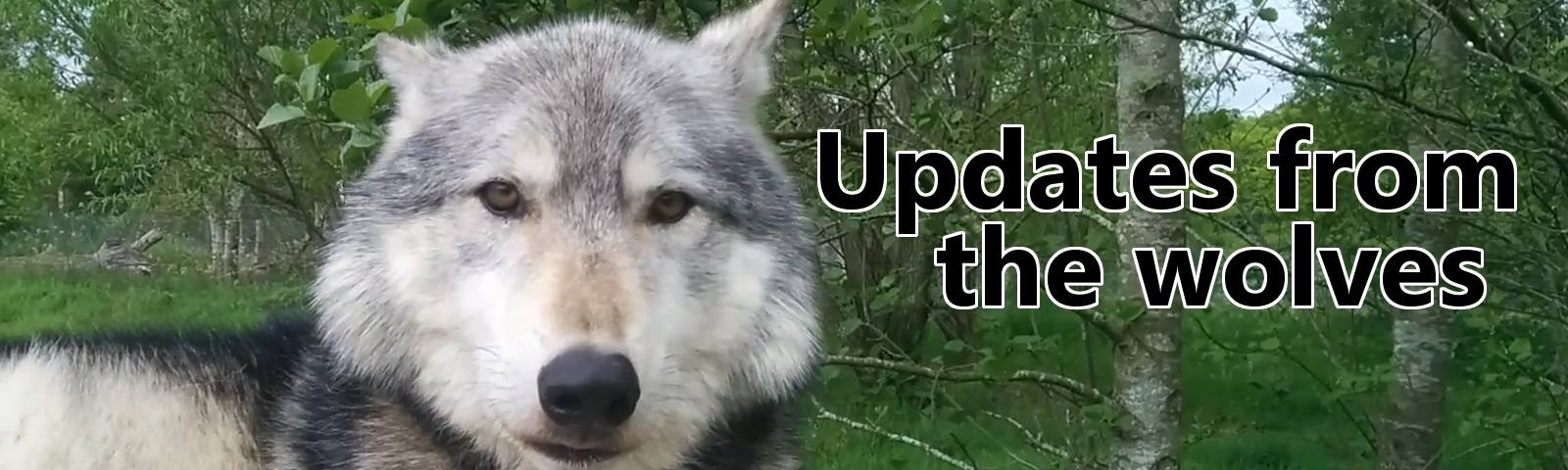 Updates from the wolves