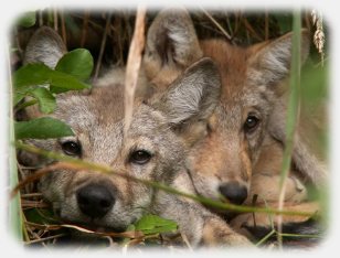 Wolf pups