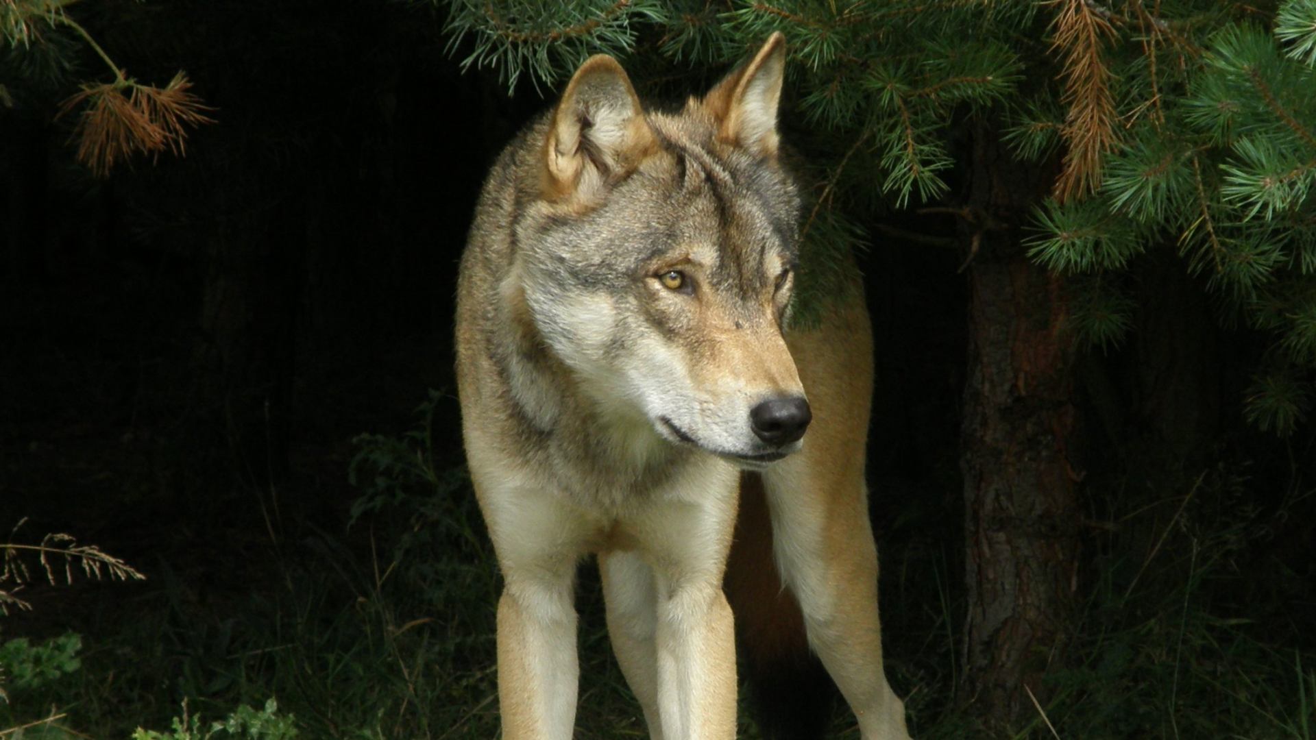 Torak - 2006-2021 | The UK Wolf Conservation Trust